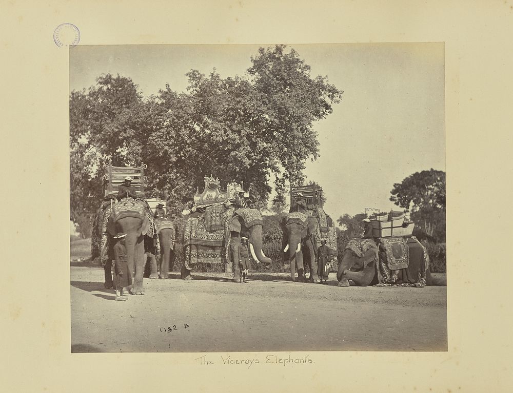 A Group of H.E. the Viceroy's Elephants with Their State Trappings by Samuel Bourne