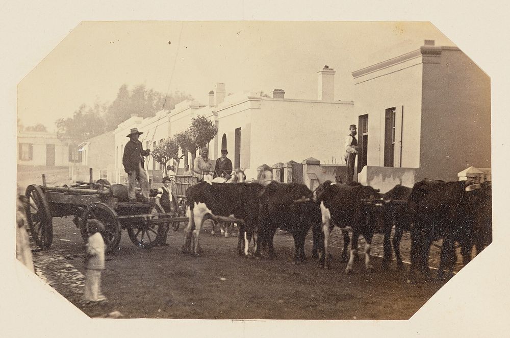A Farmer Herds Cattle through a Residential Area