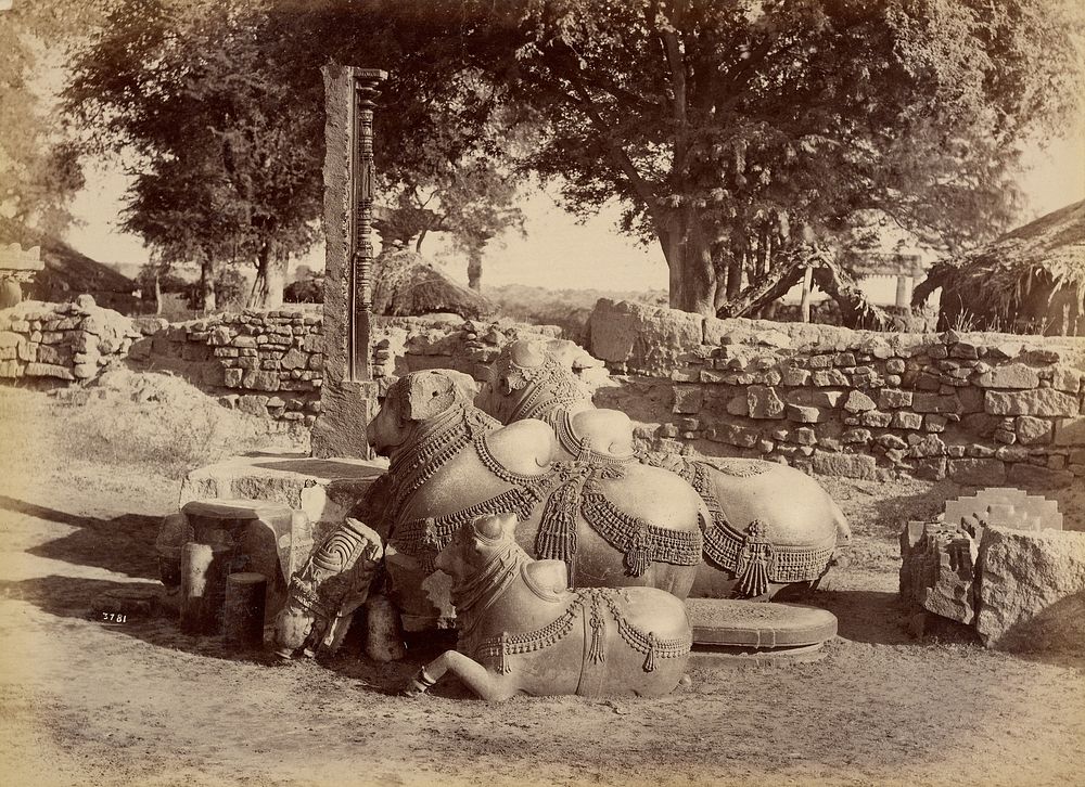 Sacred Bulls in Warungal Fort by Lala Deen Dayal