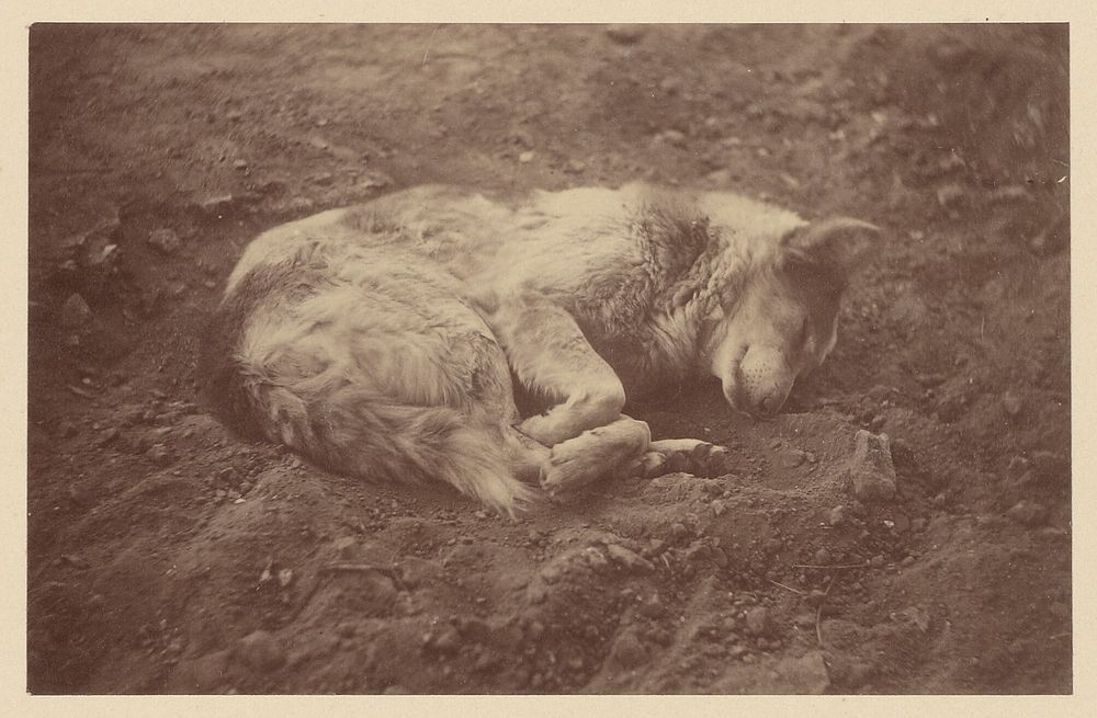 Sleeping Dog by Théodule Devéria