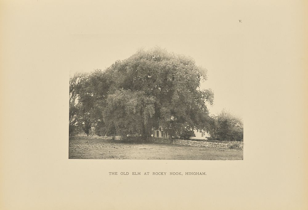 The Old Elm at Rocky Nook, Hingham by Henry Brooks