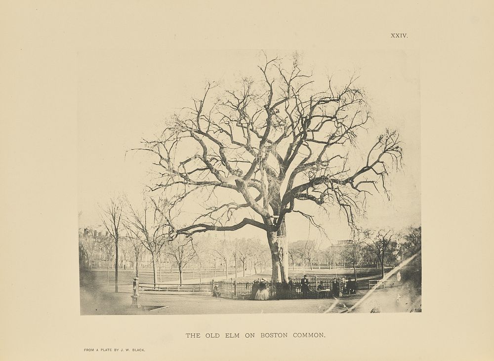 The Old Elm on Boston Common by Henry Brooks