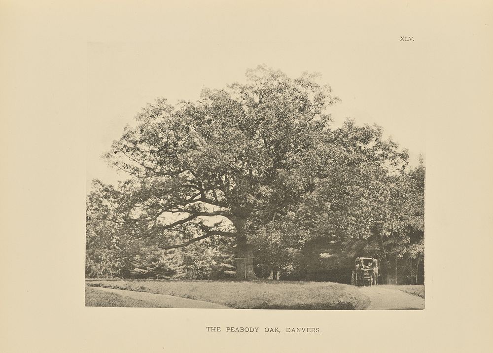 The Peabody Oak, Danvers by Henry Brooks
