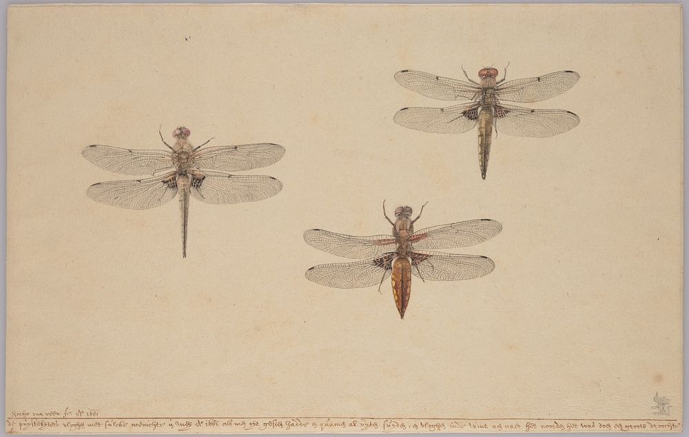 Three Dragonflies by Rochus van Veen