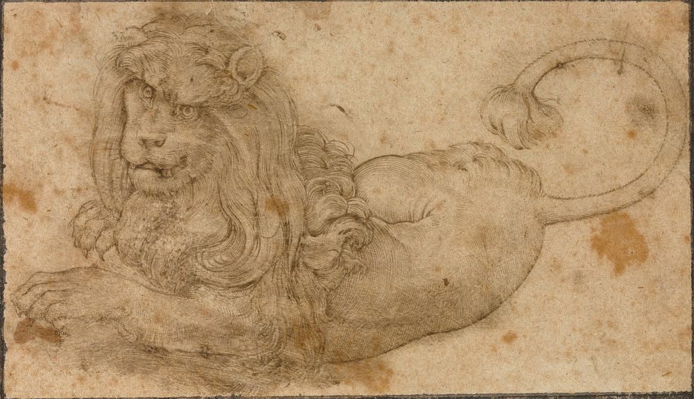 Study of a Lion by Lucas Cranach the Elder