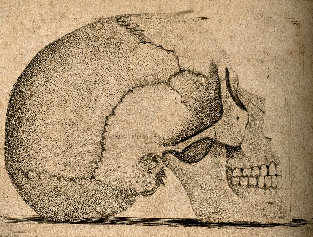 Skull: Lateral view. Etching.