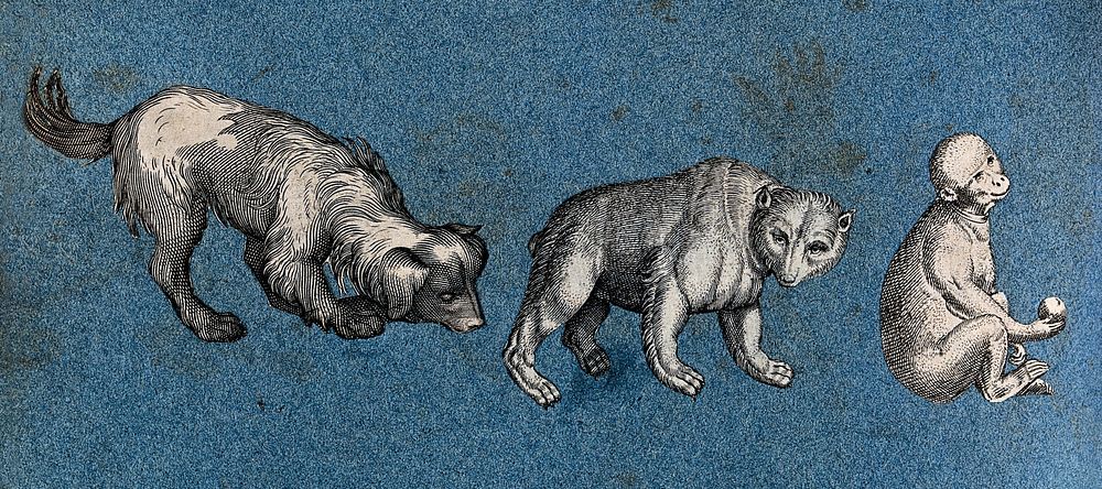 A dog, a bear and a monkey. Cut-out engraving pasted onto paper, 16--.