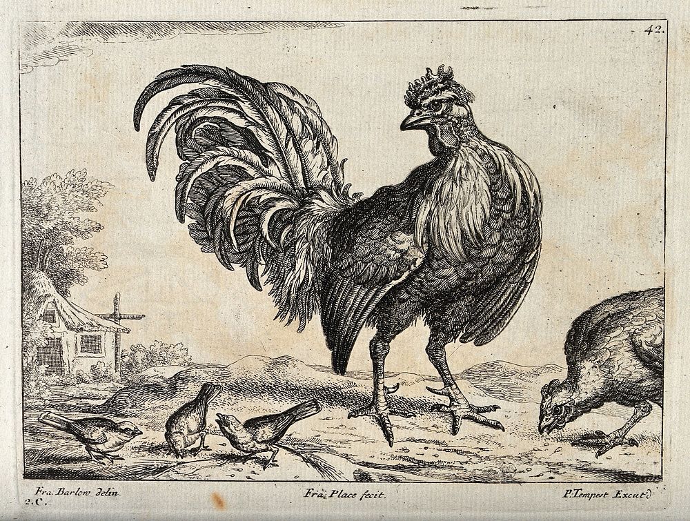 A cockerel surrounded by sparrows and a hen pecking the ground. Engraving by P. Tempest, ca. 1690, after F. Barlow.