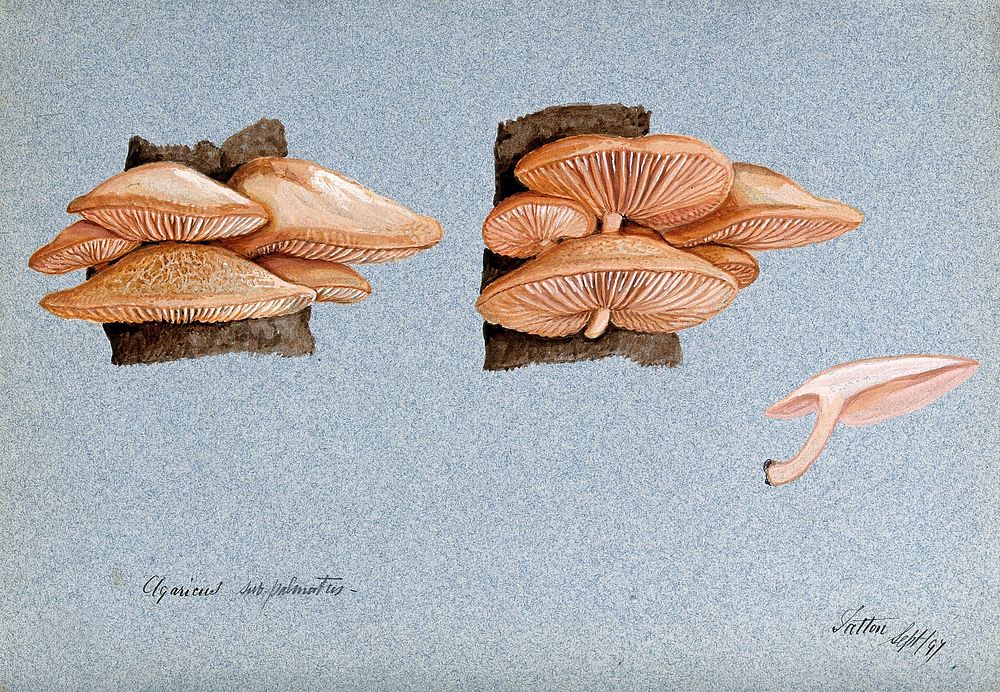 A fungus (Agaricus subpalmatus): groups of fruiting bodies on wood. Watercolour, 1897.