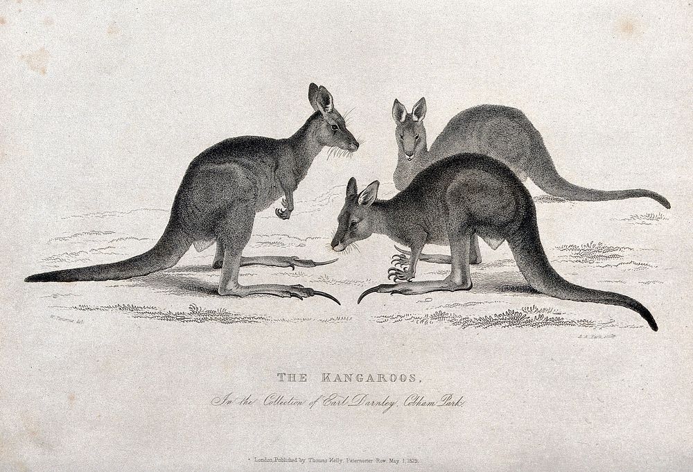 Cobham Park, England: three kangaroos. Etching by A.A. Park after W. Panormo.