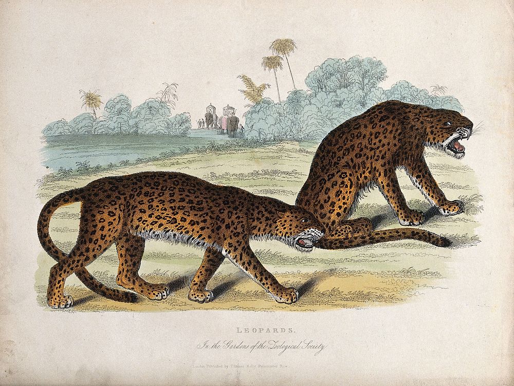 Zoological Society of London: a pair of leopards. Coloured etching.