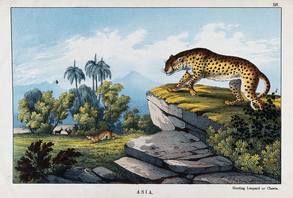 Two leopards prowling near a group of antelopes. Coloured lithograph.