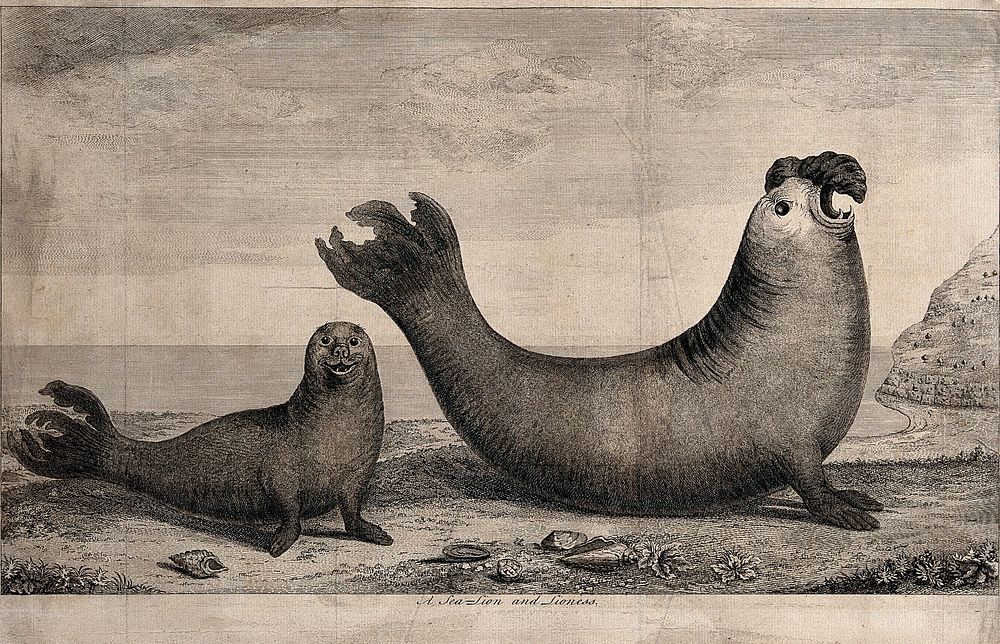 A sea-lion and a sea-lioness on a shore. Etching, ca. 1748.