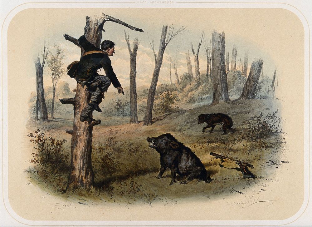 An unarmed huntsman, threatened by a wild boar, takes refuge in a tree. Coloured lithograph by A. Strassgschwandtner after…