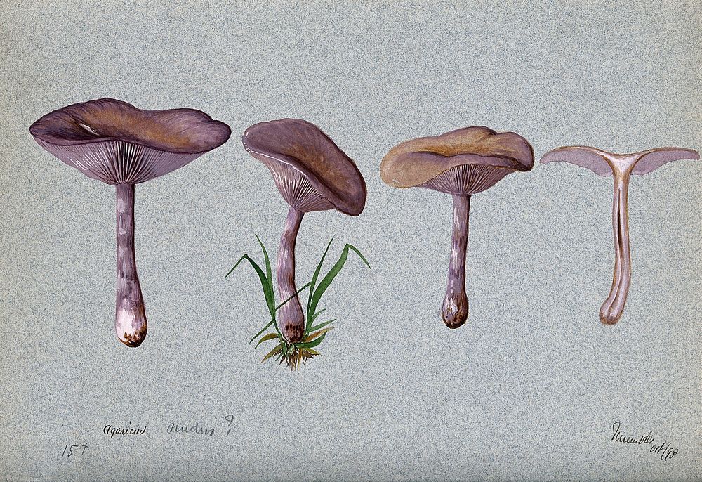 The wood blewit fungus (Lepista nuda): four fruiting bodies. Watercolour, 1898.