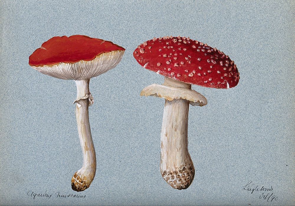 The fly agaric fungus (Amanita muscaria): two fruiting bodies. Watercolour, 1890.