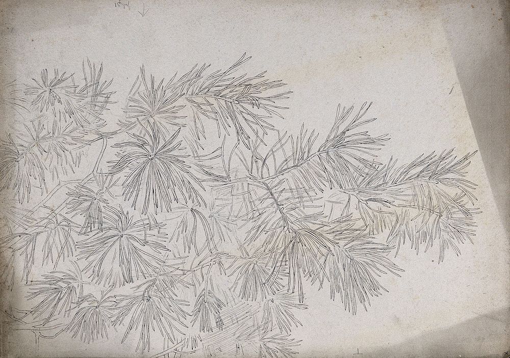 Branches of scots pine (Pinus sylvestris). Pen drawing.