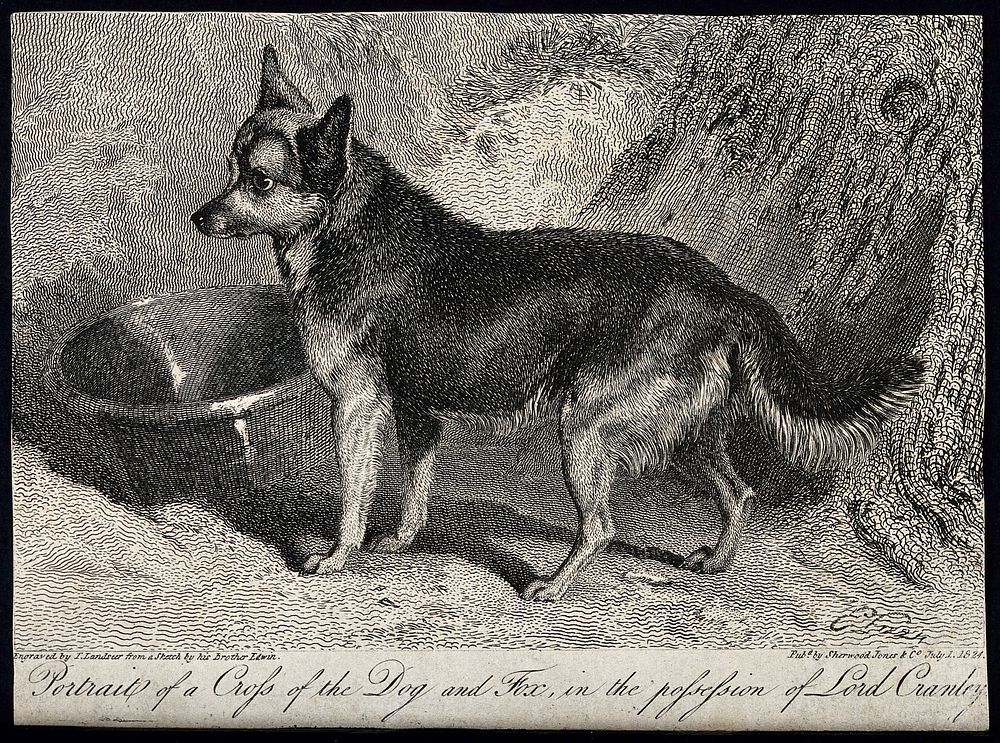 A cross between a dog and a fox standing next to a water bowl and a tree. Etching by T. Landseer after a sketch by E.…