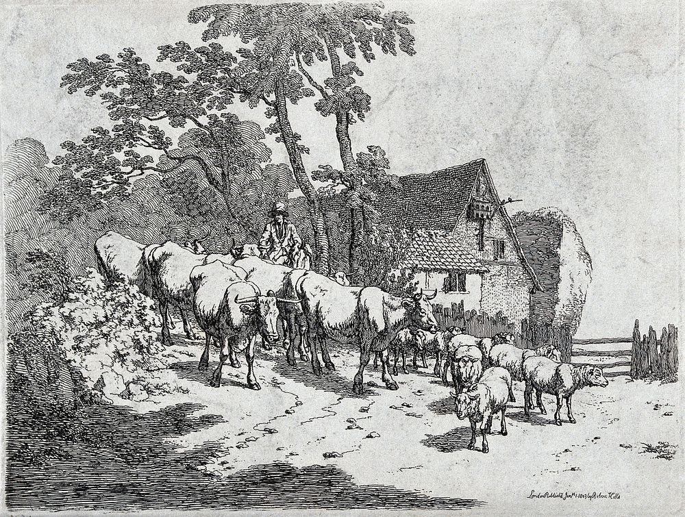 A mounted cowherd is driving a herd of cows and a flock of cattle along a path into an enclosure. Etching.