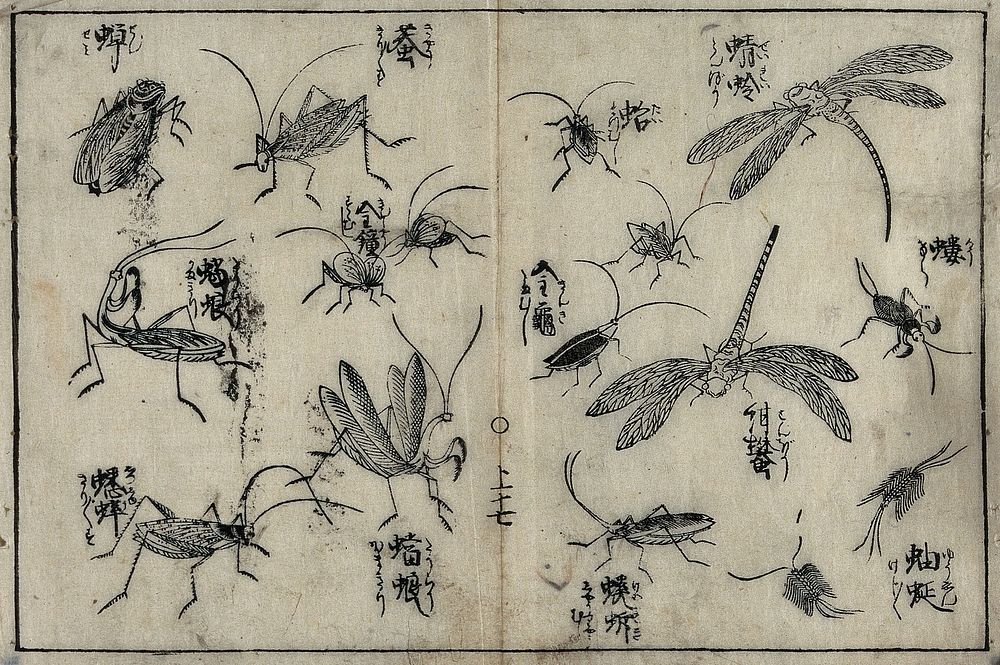 Grass-hoppers, dragon-flies and other insects. Woodcut, 1716.