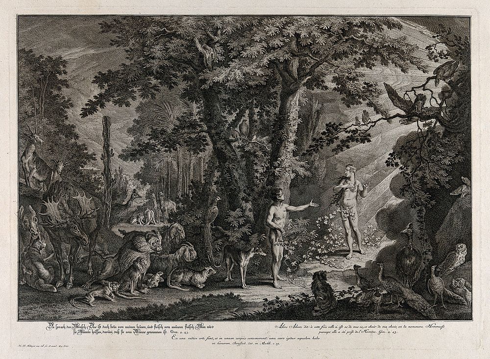 Adam gestures towards a radiant Eve, flesh of his flesh. Etching by J.E. Ridinger after himself, c. 1750.