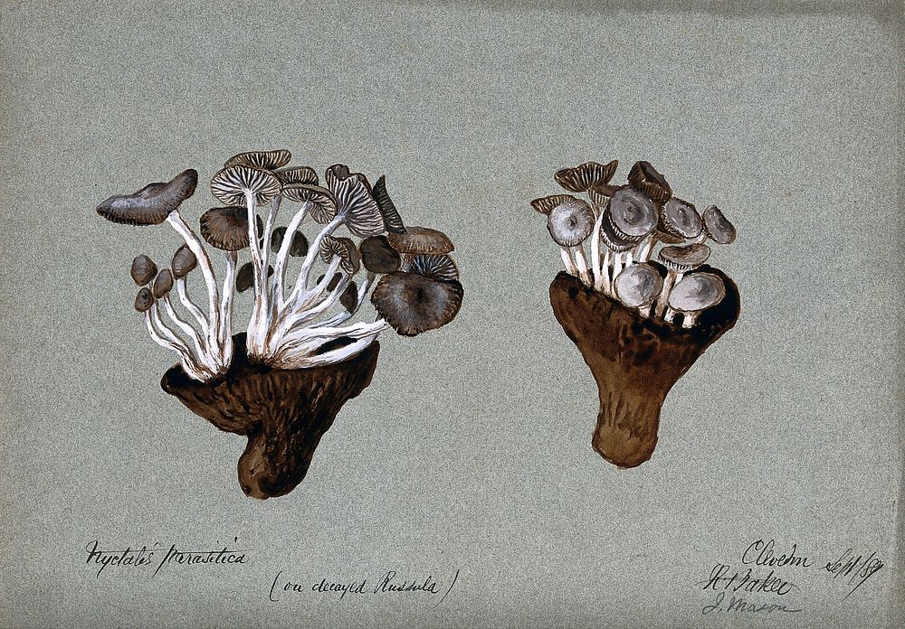 Parasitic fungi (Nyctalis species) growing on decayed Russula fungi. Watercolour by R. Baker, 1889.