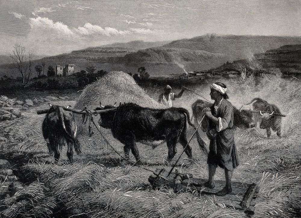 Agriculture: villagers (perhaps in Syria or Palestine) threshing corn by trampling it with oxen. Engraving by C. Cousen…