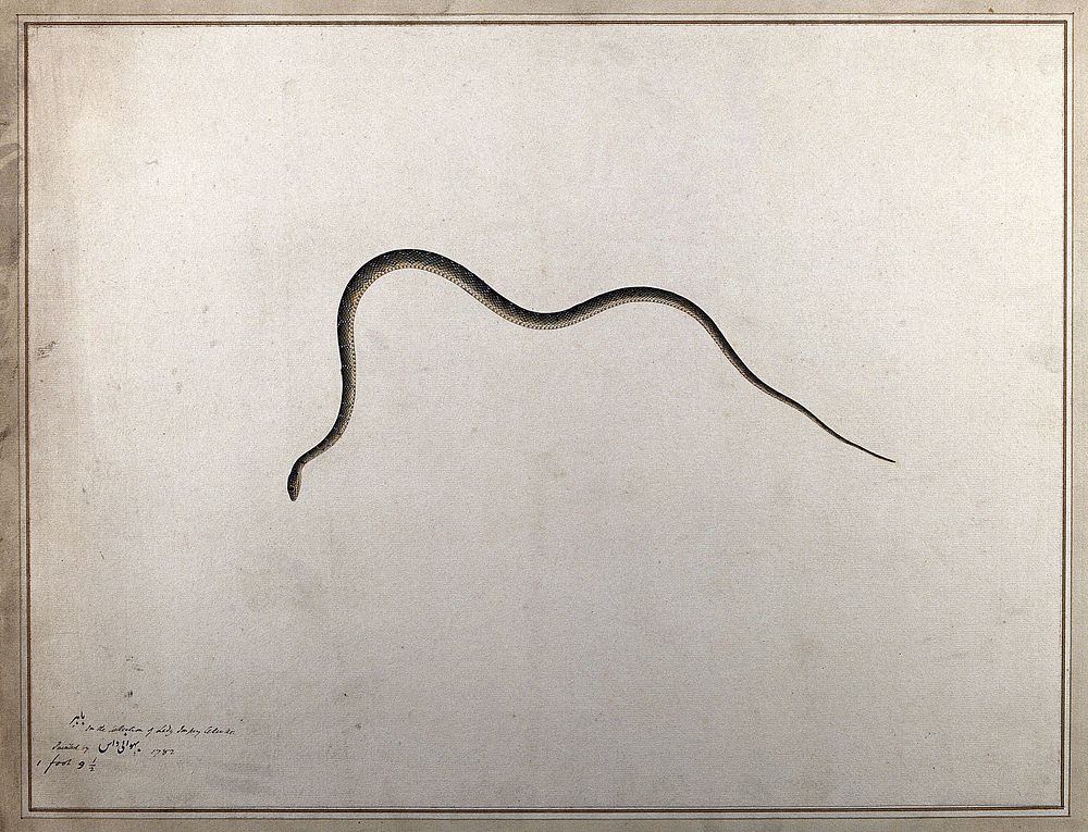 Snake, slender and greyish in colour, with white spotted markings. Watercolour by Bhawani Das, 1782.