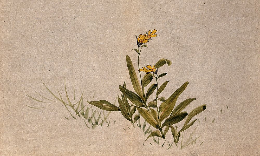 A grassland plant with yellow flowers. Watercolour.
