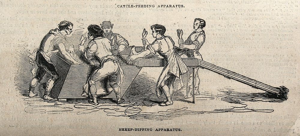 Sheep-dipping in progress using new equipment. Wood engraving, 1842.