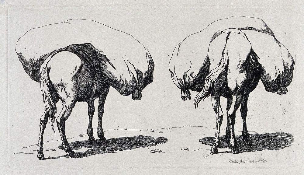 Two mules seen from behind heavily-laden with huge sacks. Etching.