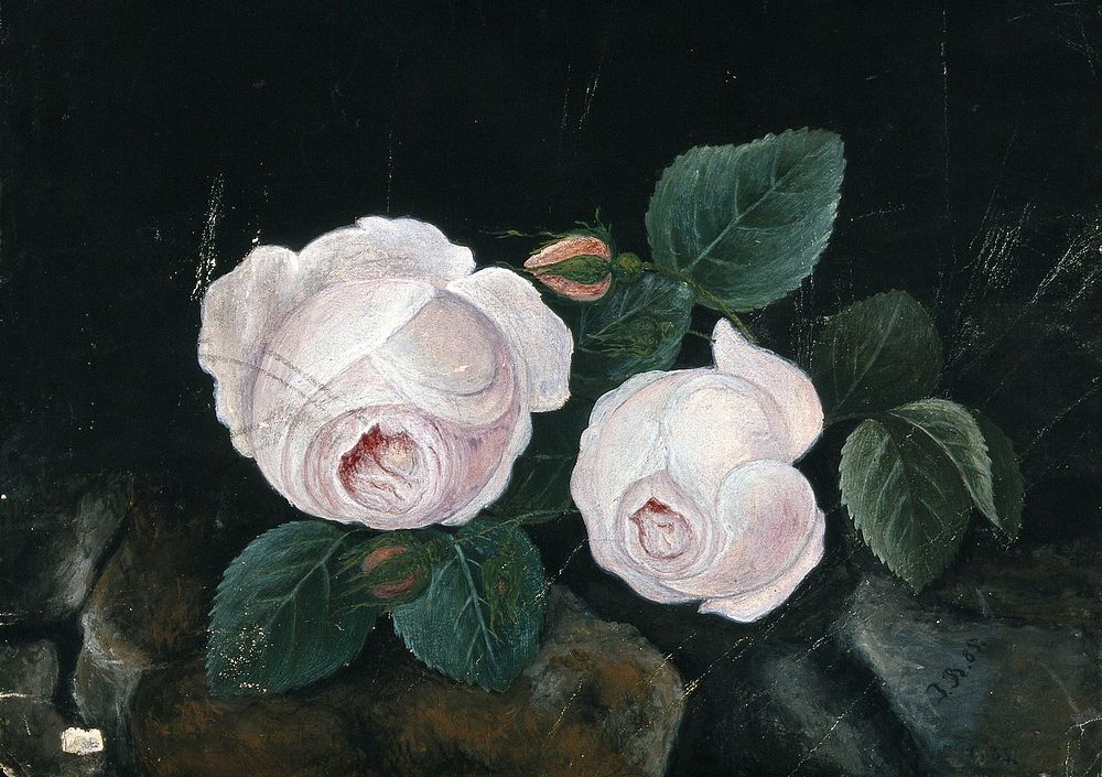 Two white roses, in a still-life. Watercolour by J.D., 1885.