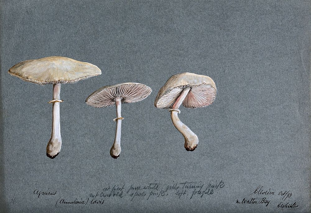 A fungus (Agaricus laevis): three fruiting bodies. Watercolour by E. Wheeler, 1893.