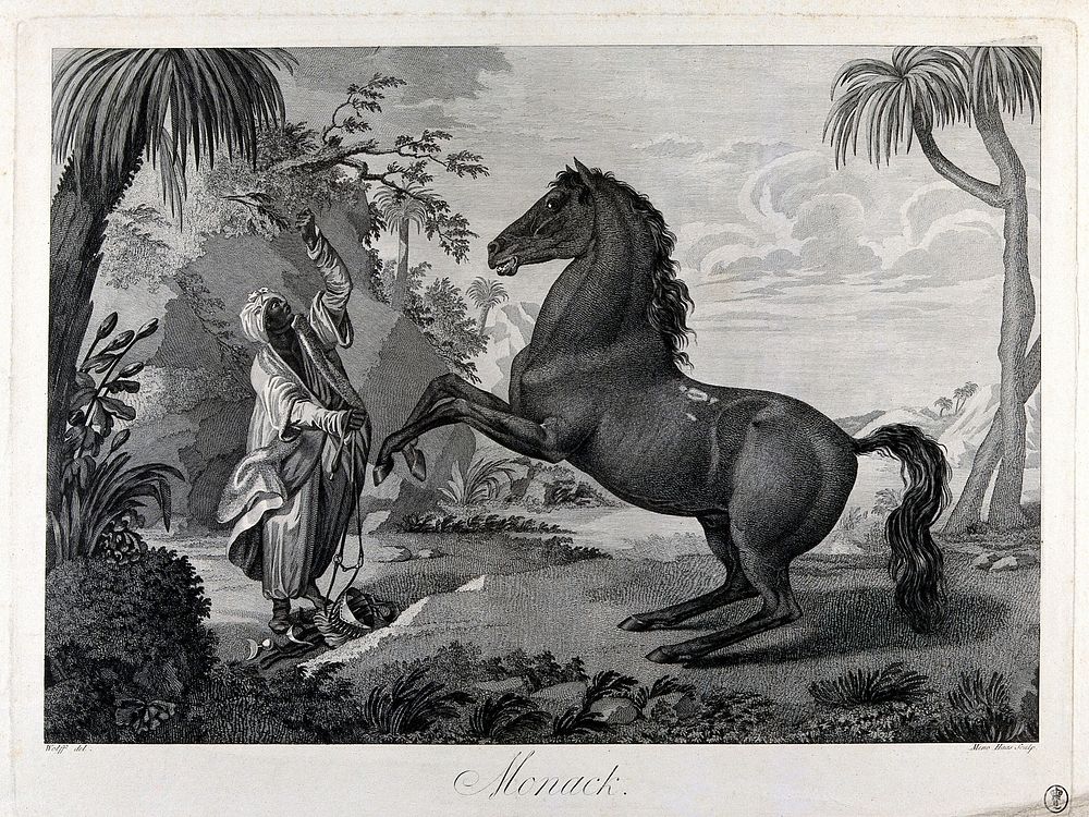 An unbridled horse rears as a dark-skinned man in exotic costume tries to subdue it, in an exotic landscape. Etching by M.…