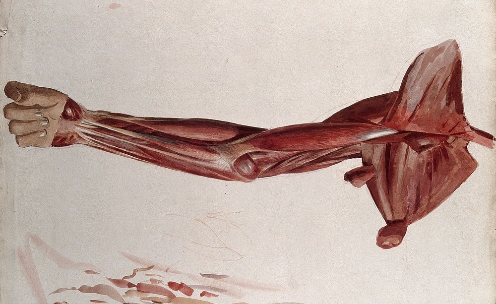 Dissection showing the muscles of the arm and shoulder, front view. Watercolour by J.C. Zeller, ca. 1833.