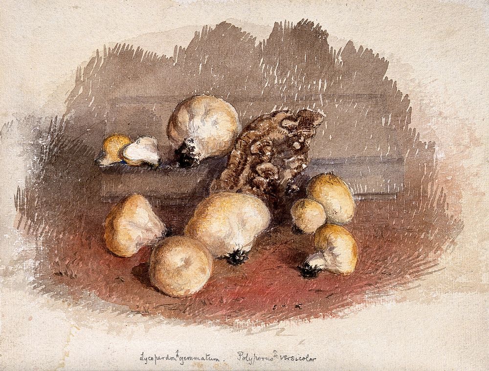 A group of puff balls (Lycoperdon perlatum) and bracket fungi (Polyporus species). Watercolour.