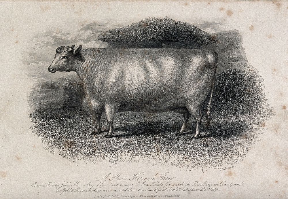 A short horned cow. Etching by H. Beckwith, ca 1848, after H. Strafford.