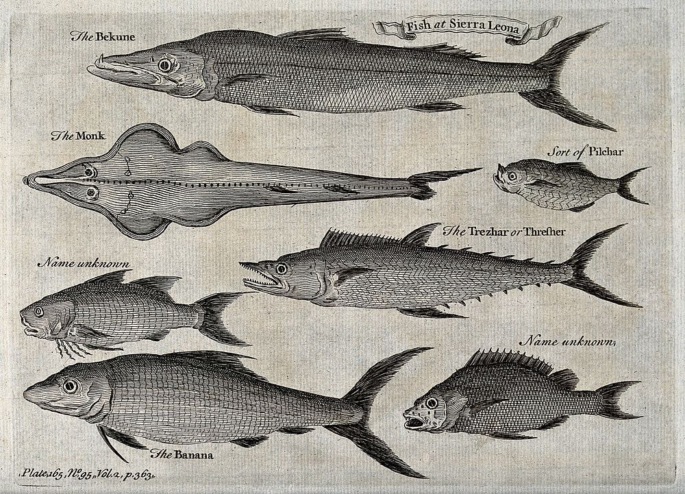 A variety of fish from Sierra Leone, including monkfish and pilchard. Etching.