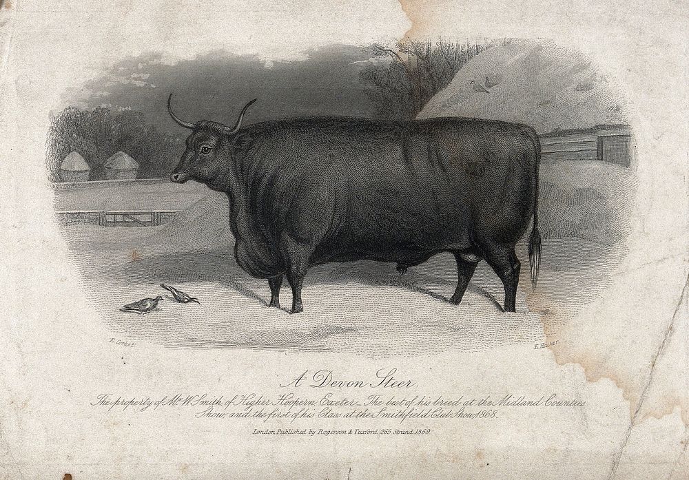 A Devon steer. Etching by E. Hacker, ca 1869, after E. Corbet.