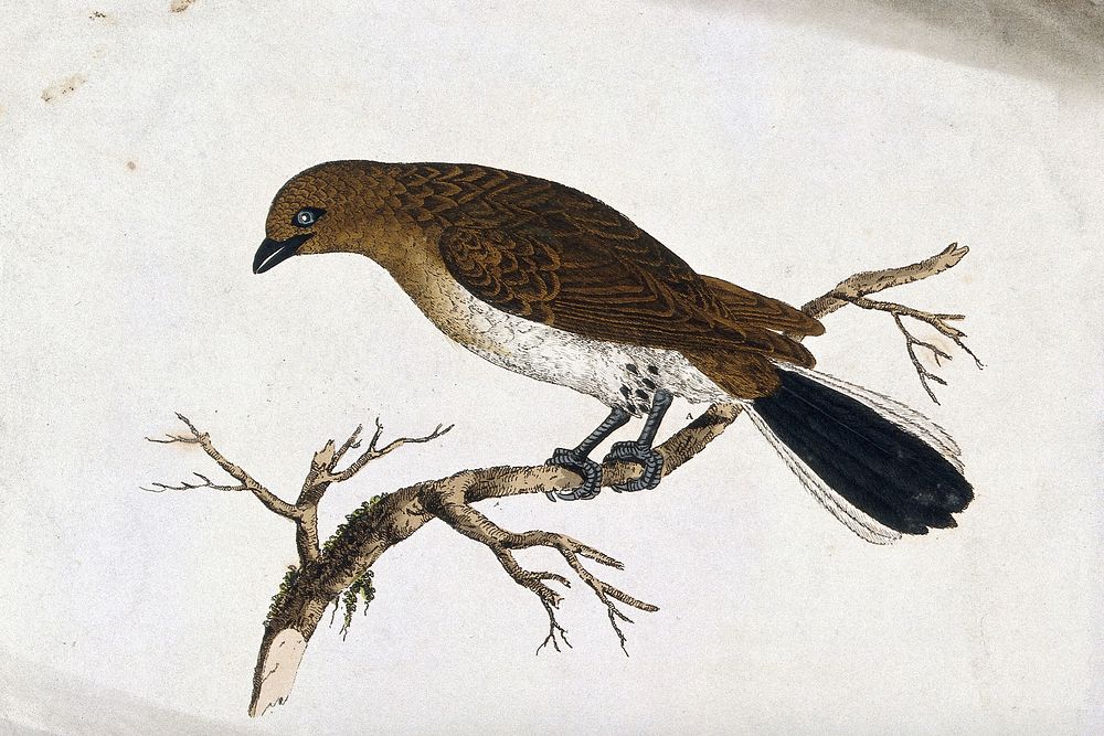 A bird, possibly a type of warbler. Coloured etching.