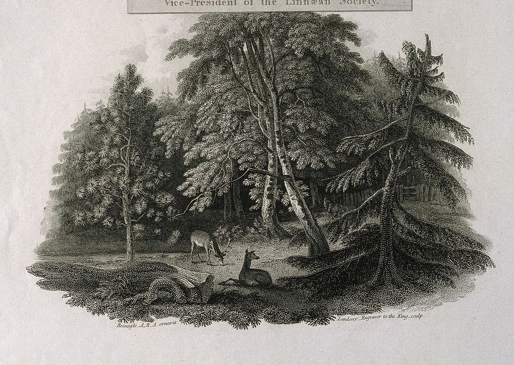 Aylmer Bourke Lambert: portrait and vignette of deer in a clearing. Stipple engraving by W. Holl, 1805, after J. Russell…