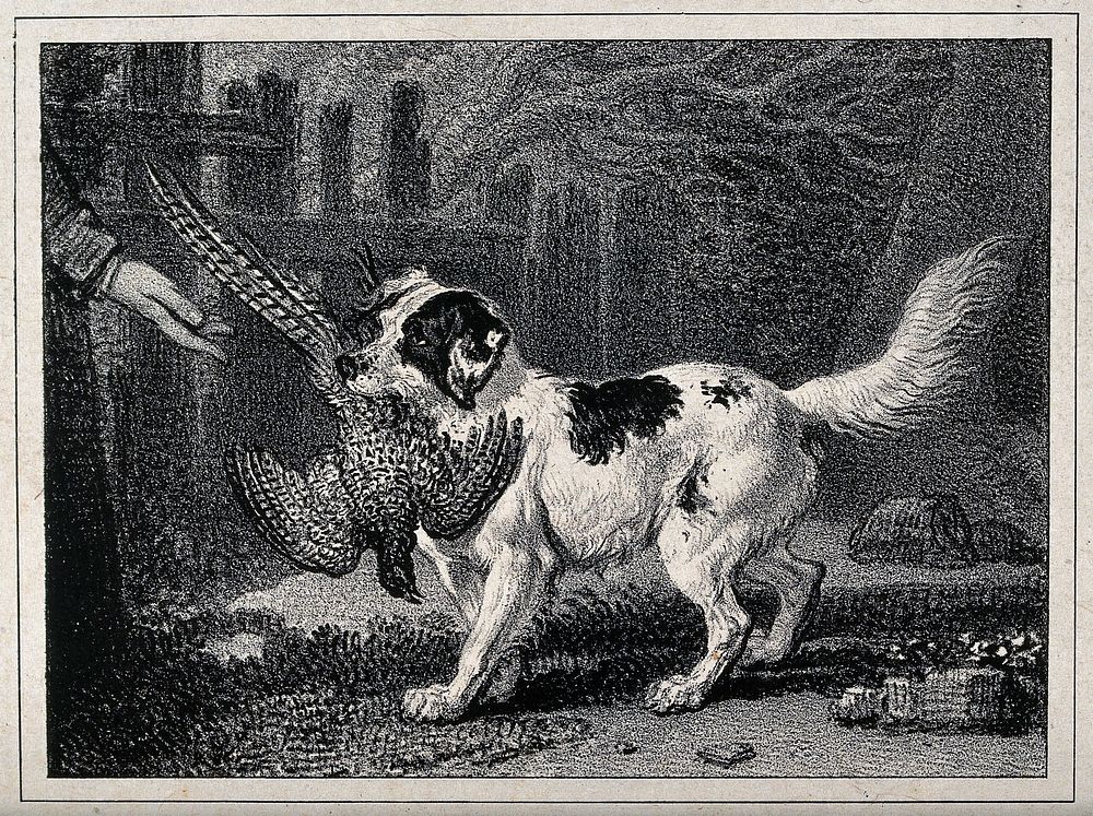 A dog retrieving fowl to its owner. Lithograph by J. Ward.