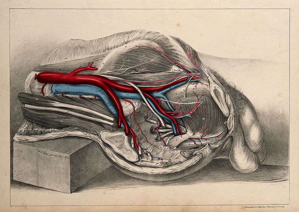 Iliac arteries: dissection of the abdomen of a male. Coloured lithograph by G.E. Madeley after A.A. Cane, 1834.