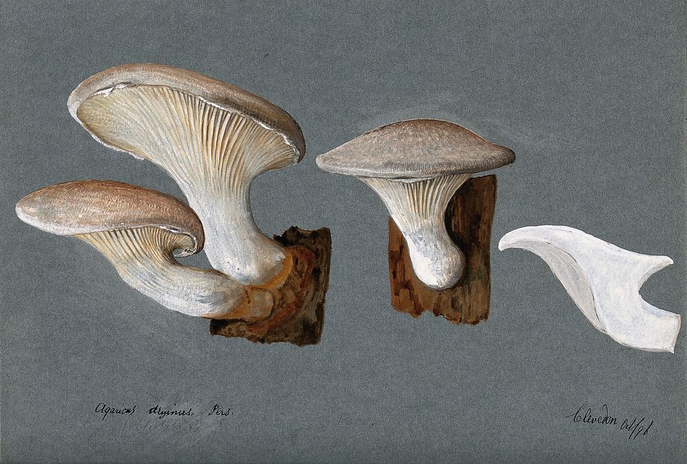 A fungus (Pleurotus dryinus): three fruiting bodies. Watercolour, 1896.