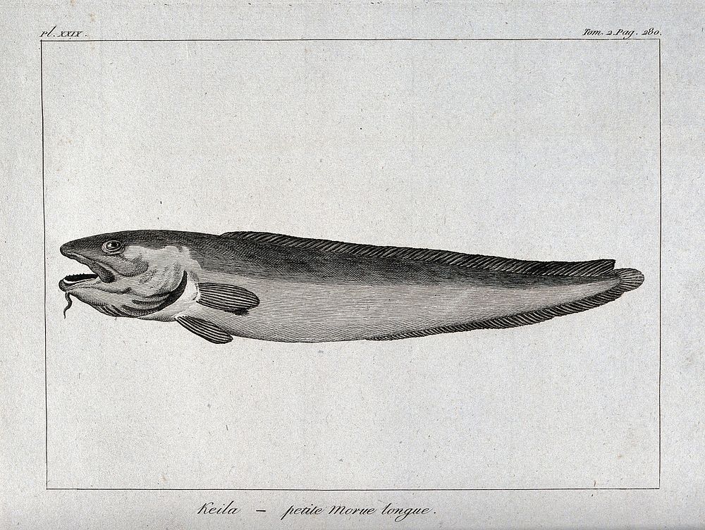 A type of cod. Etching.