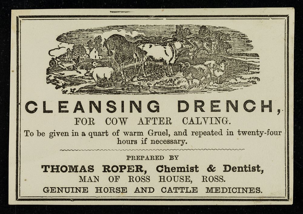 Cleansing Drench : for cow after calving : to be given in a quart of warm gruel, and repeated in twenty-four hours if…