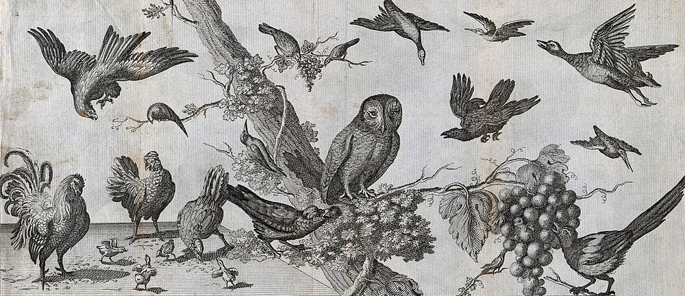 Various birds: chickens on the ground; an owl, magpie and woodpecker on a tree; ducks and eagles in the air. Etching by C.…