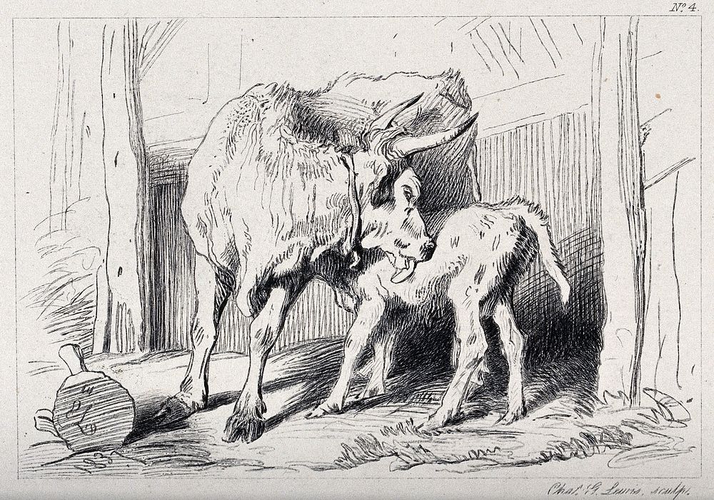A cow licking its calf while it is feeding on her. Etching by C. Lewis after E. H. Landseer.