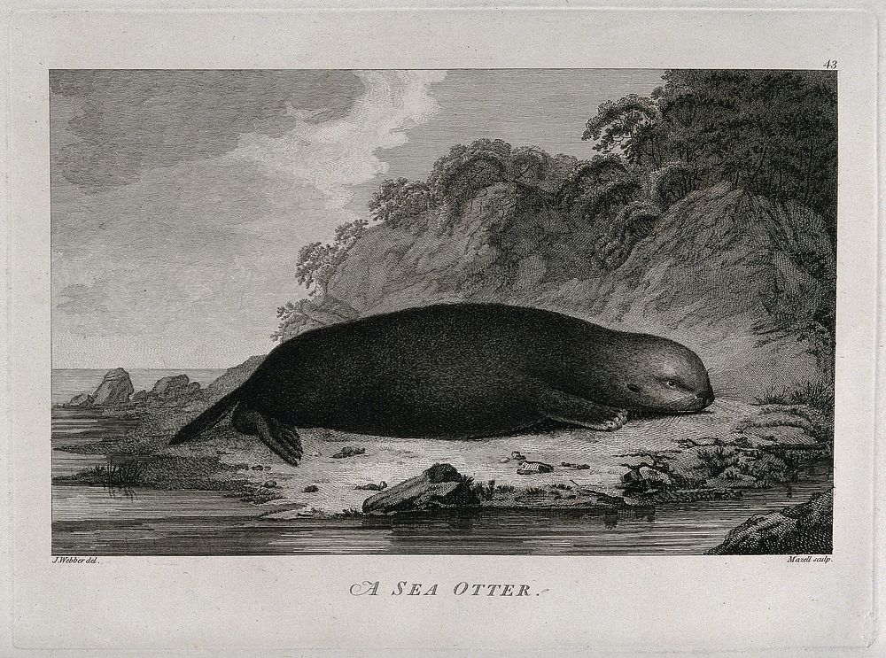 A sea otter on a shore; encountered by Captain Cook on his third voyage (1777-1780). Engraving by P. Mazell, 1784, after J.…