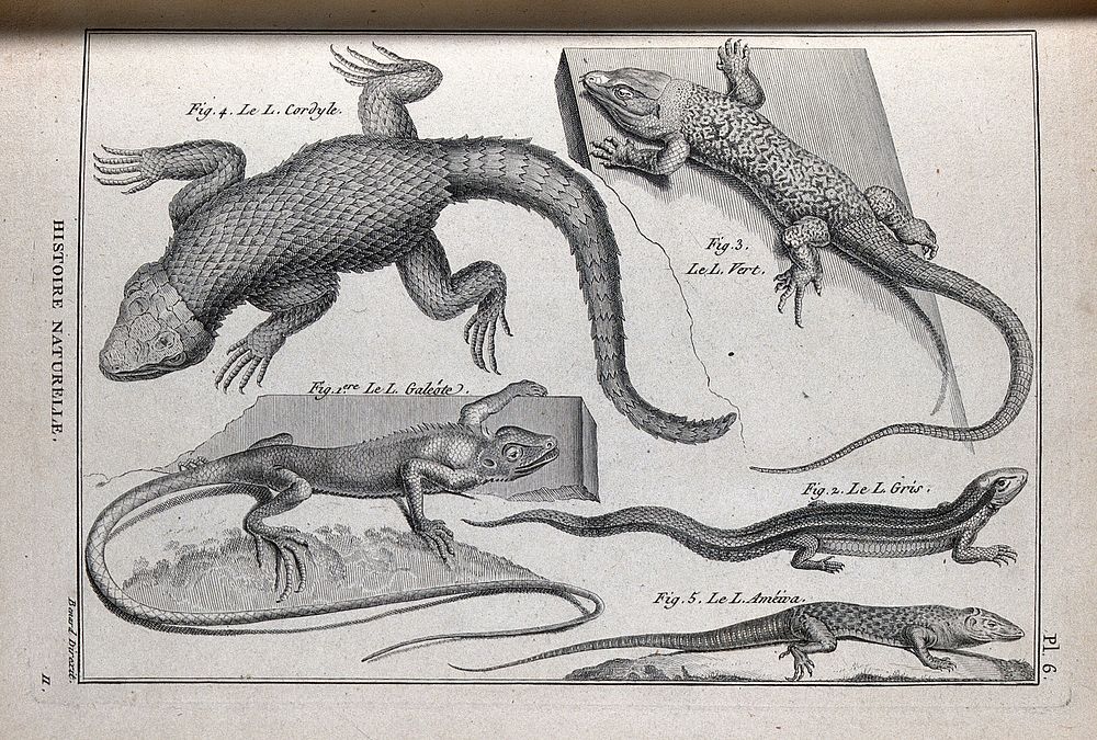 Five types of lizard, including the large spotted ground lizard and brown lizard. Engraving, ca. 1778.